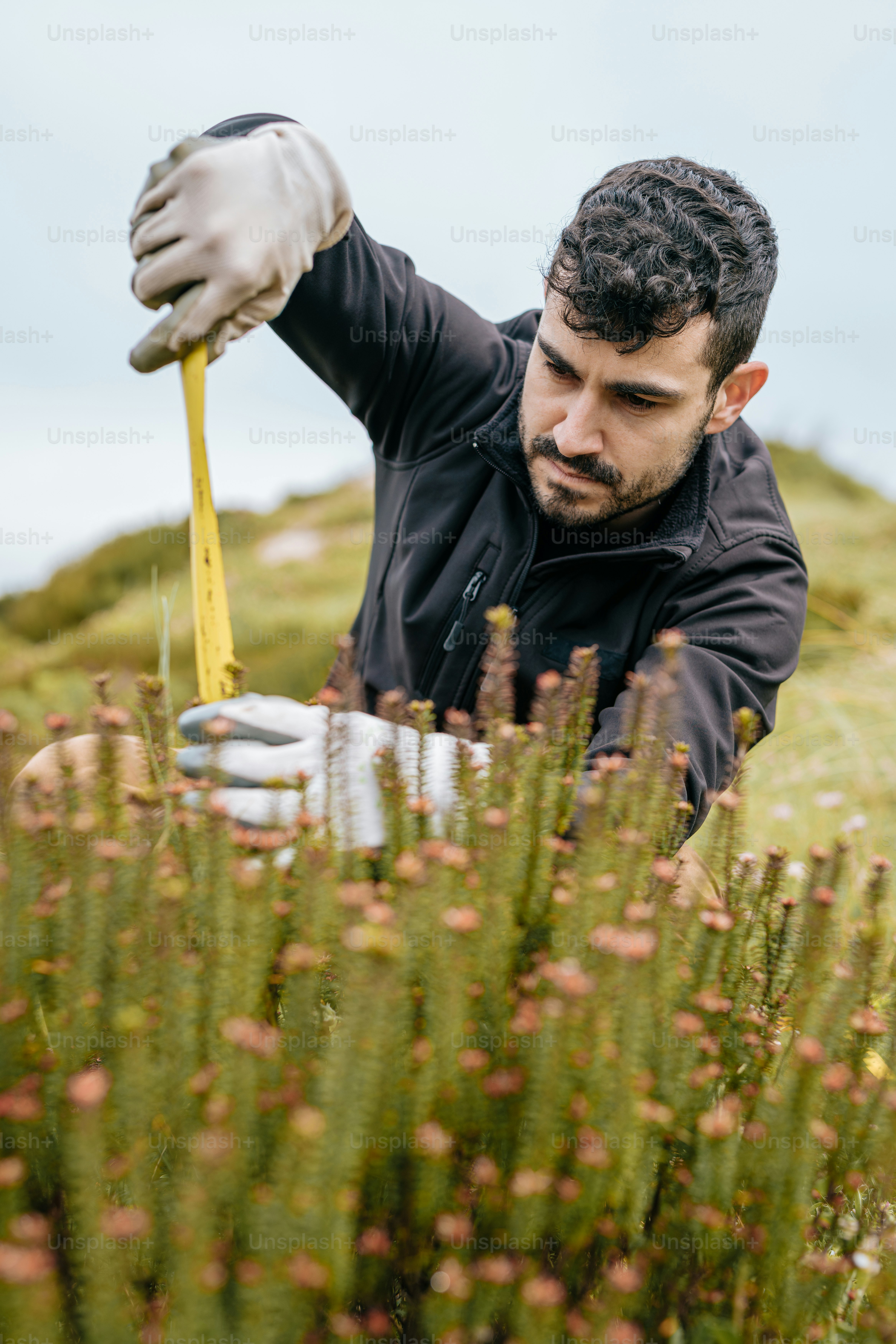 A person measuring a tree with a tape measure photo – Plant Image on ...