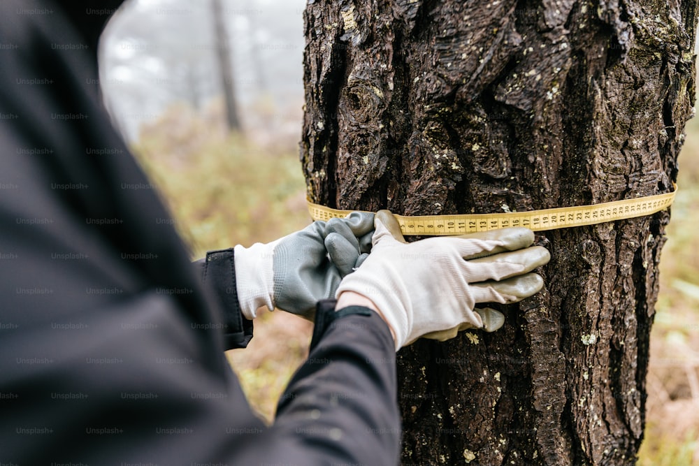 une personne mesurant un arbre avec un ruban à mesurer