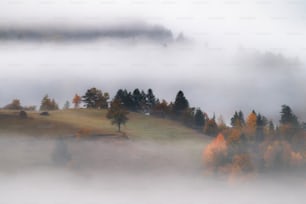 a foggy field with trees and a hill in the background