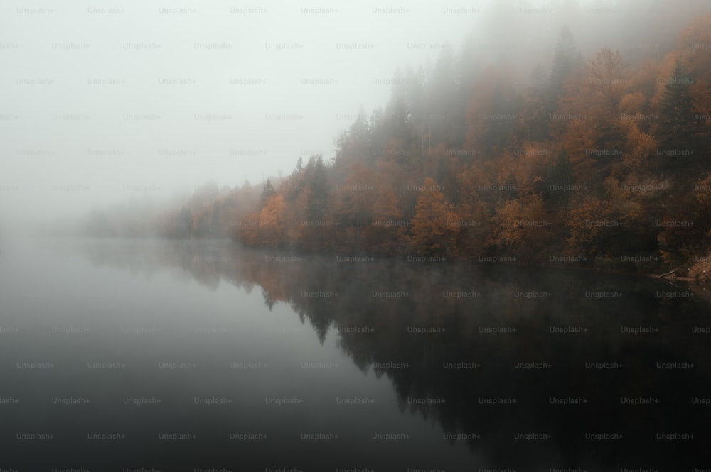 a body of water surrounded by trees covered in fog