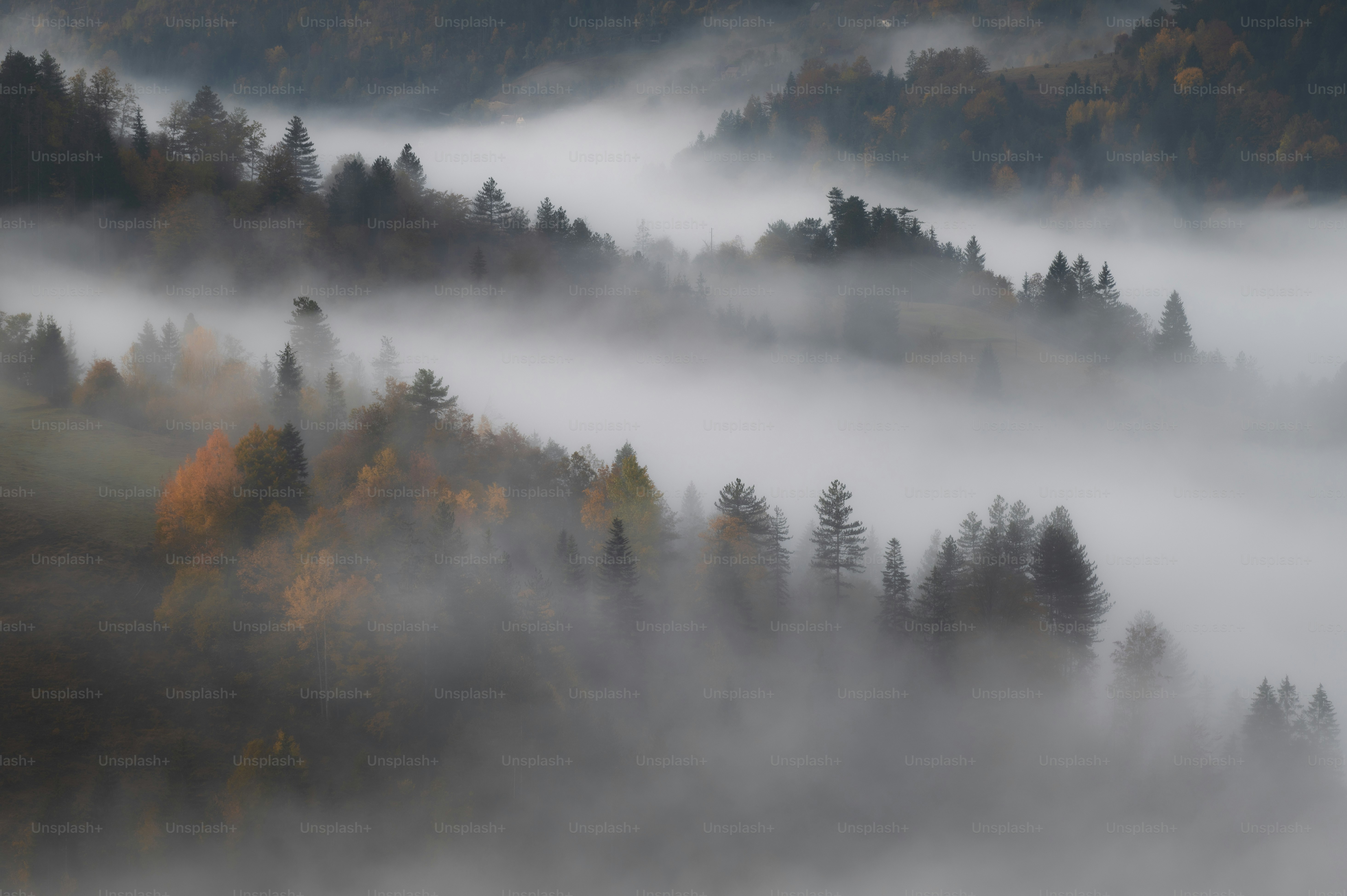 A foggy forest filled with lots of trees photo – Moody nature Image on ...