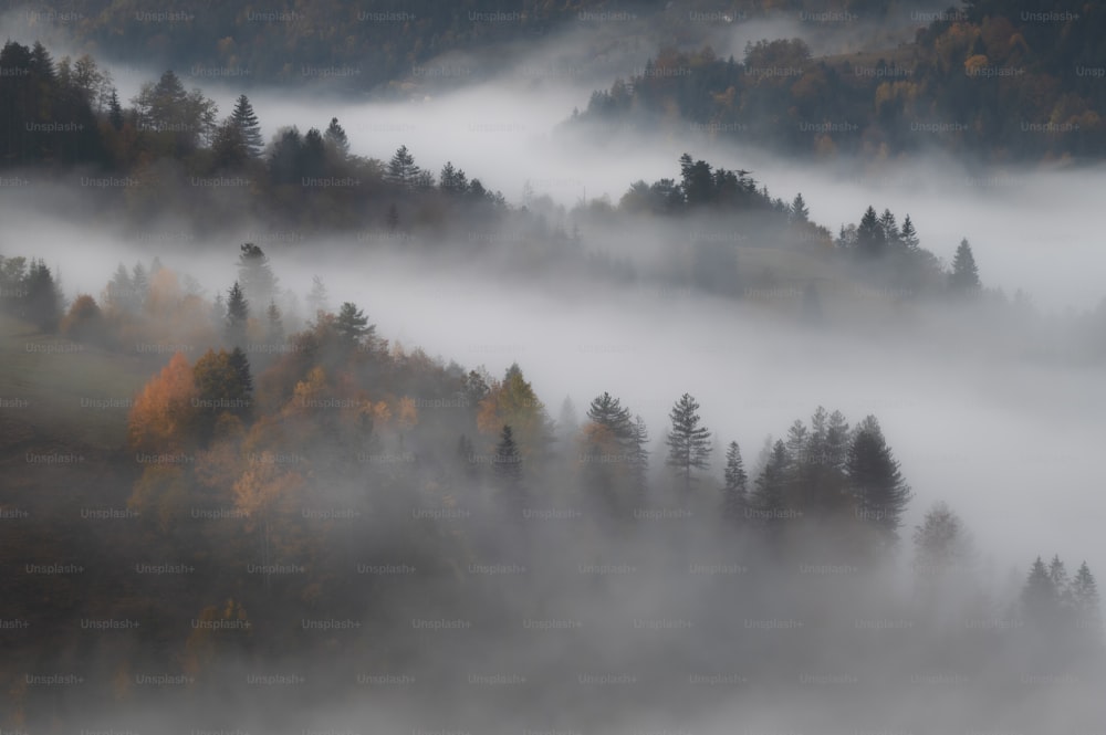 una foresta nebbiosa piena di alberi