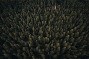 um grande grupo de árvores em uma floresta