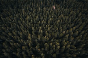 a large group of trees in a forest