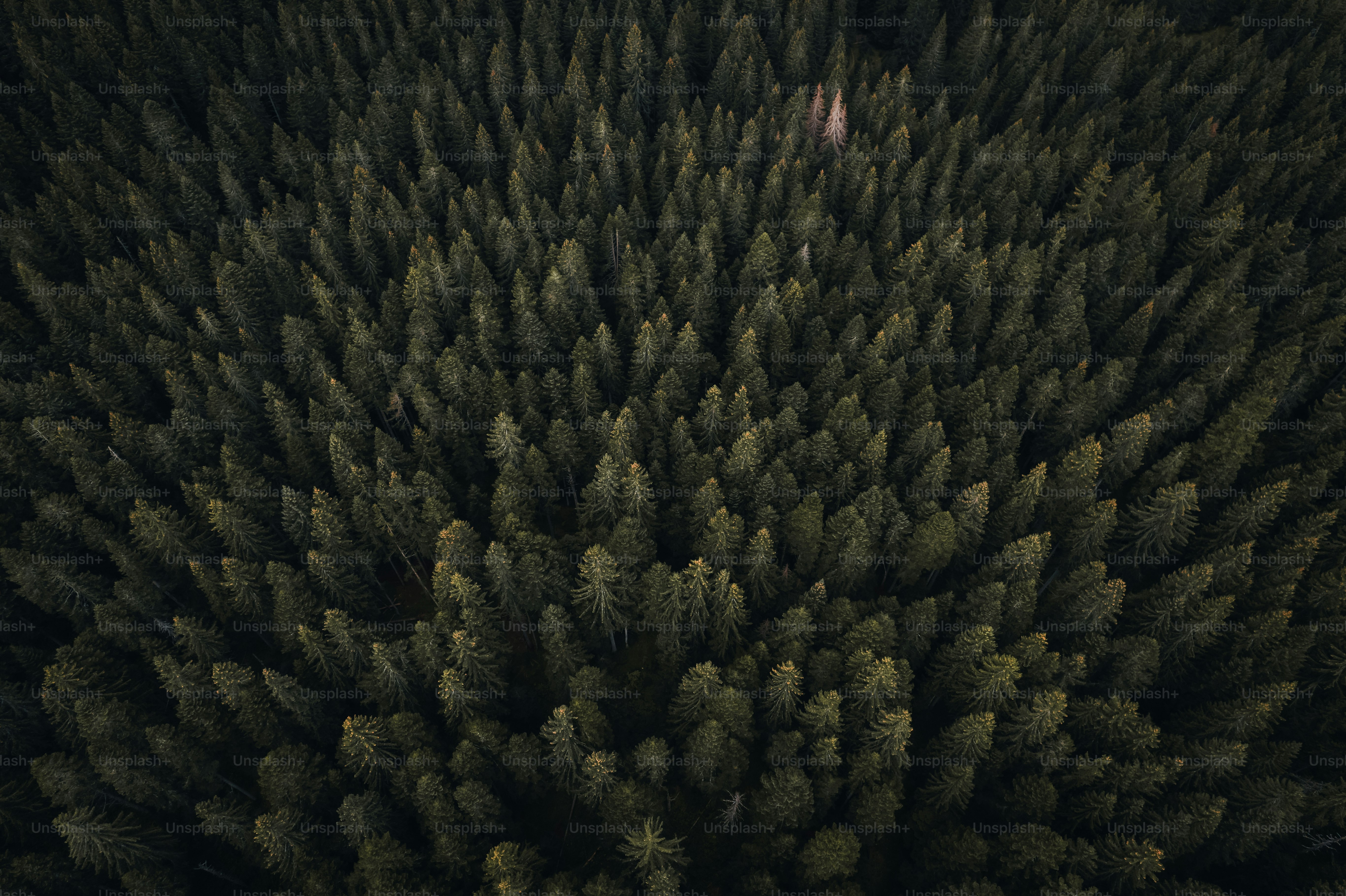 a large group of trees in a forest