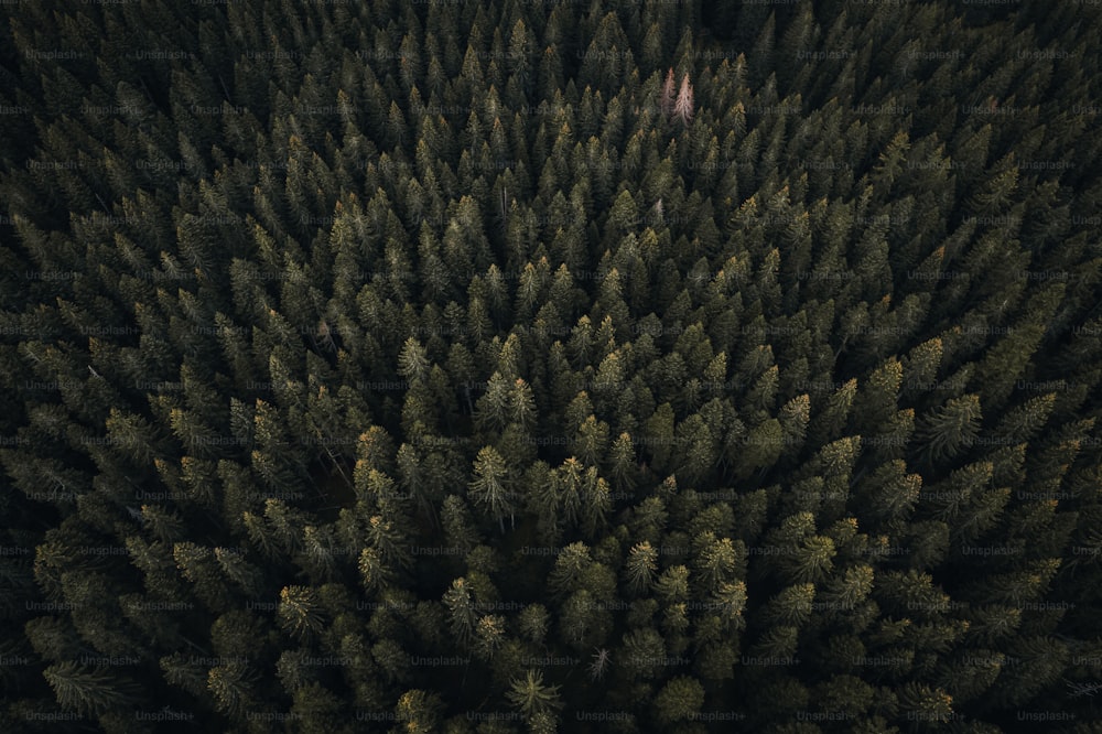 un grand groupe d’arbres dans une forêt
