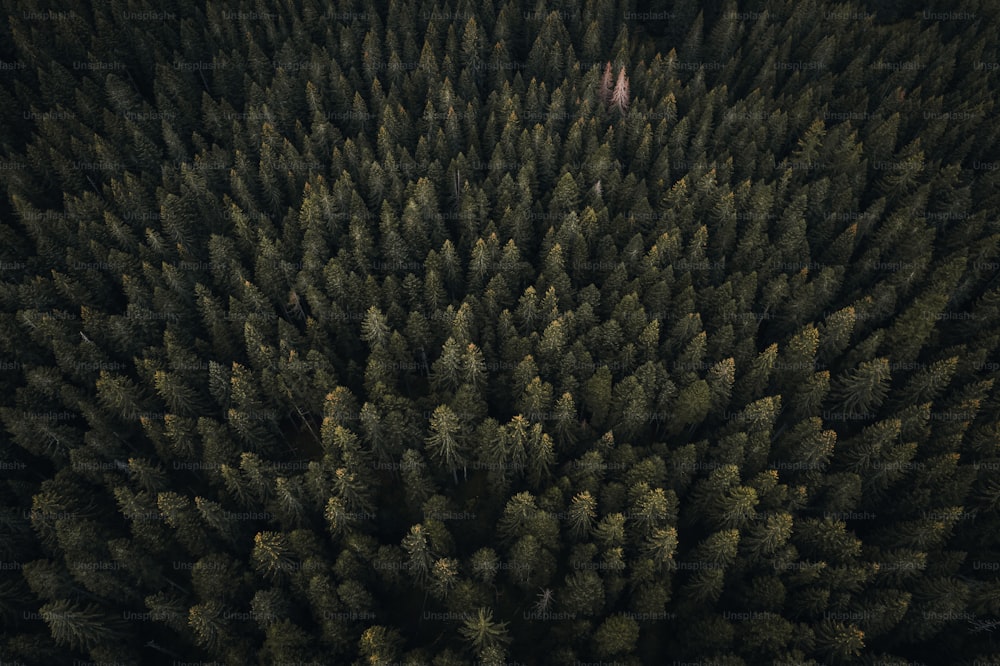 숲 속의 큰 나무 무리