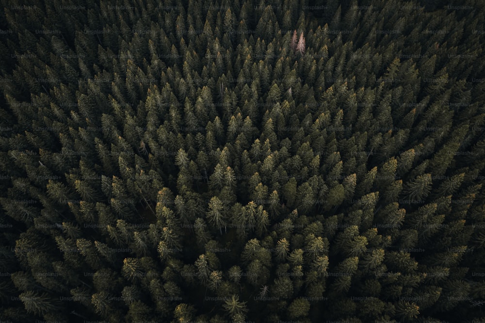 a large group of trees in a forest