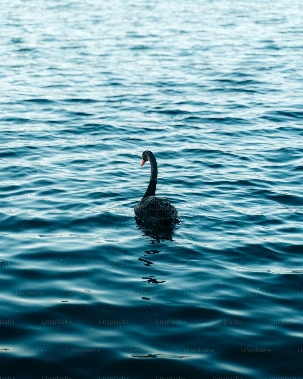 un cygne noir flottant au-dessus d’un plan d’eau