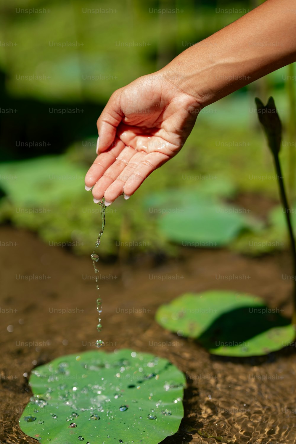 a person's hand is sprinkling water from a pond