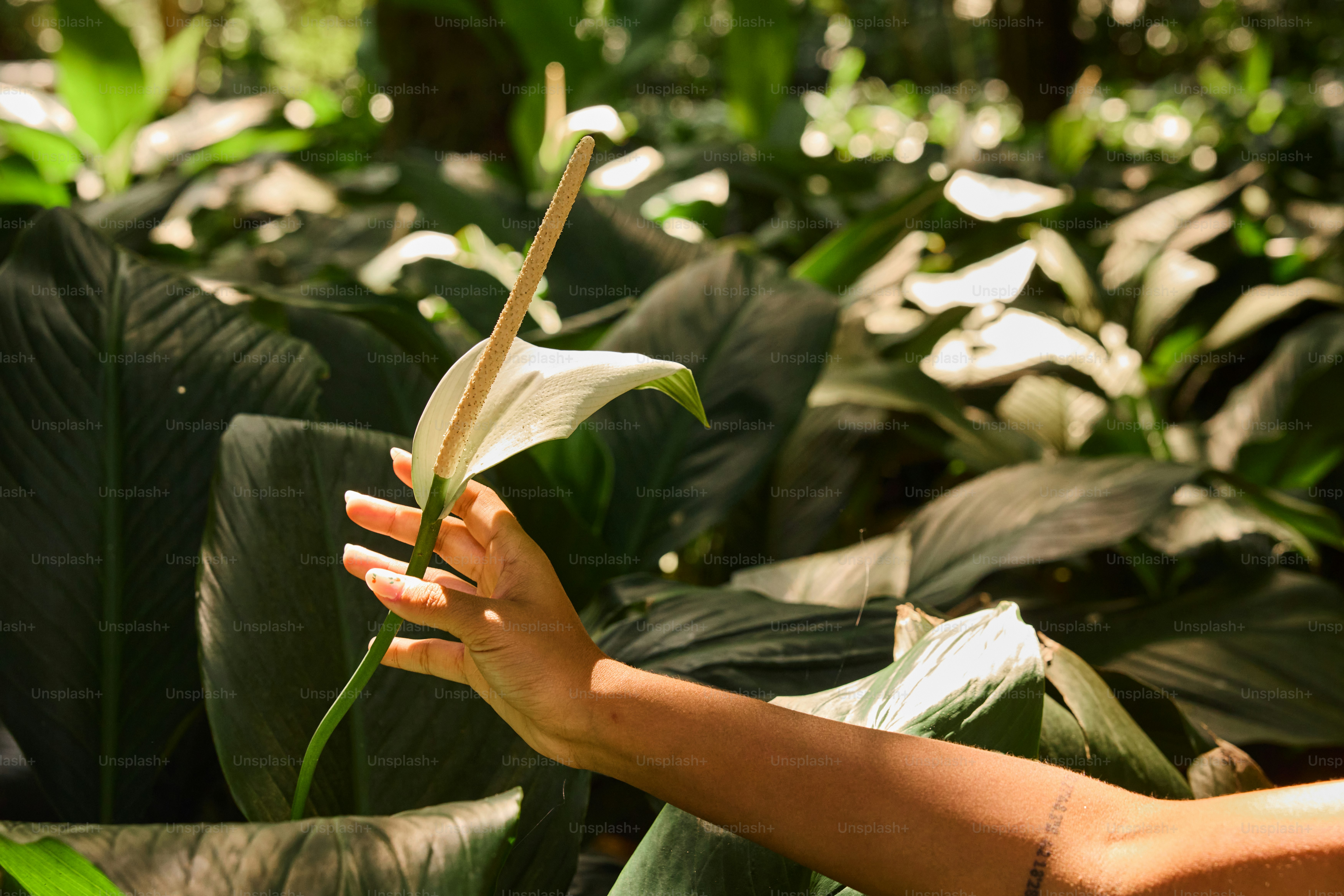 a person holding a flower in their hand