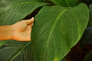 a person's hand on a large green leaf