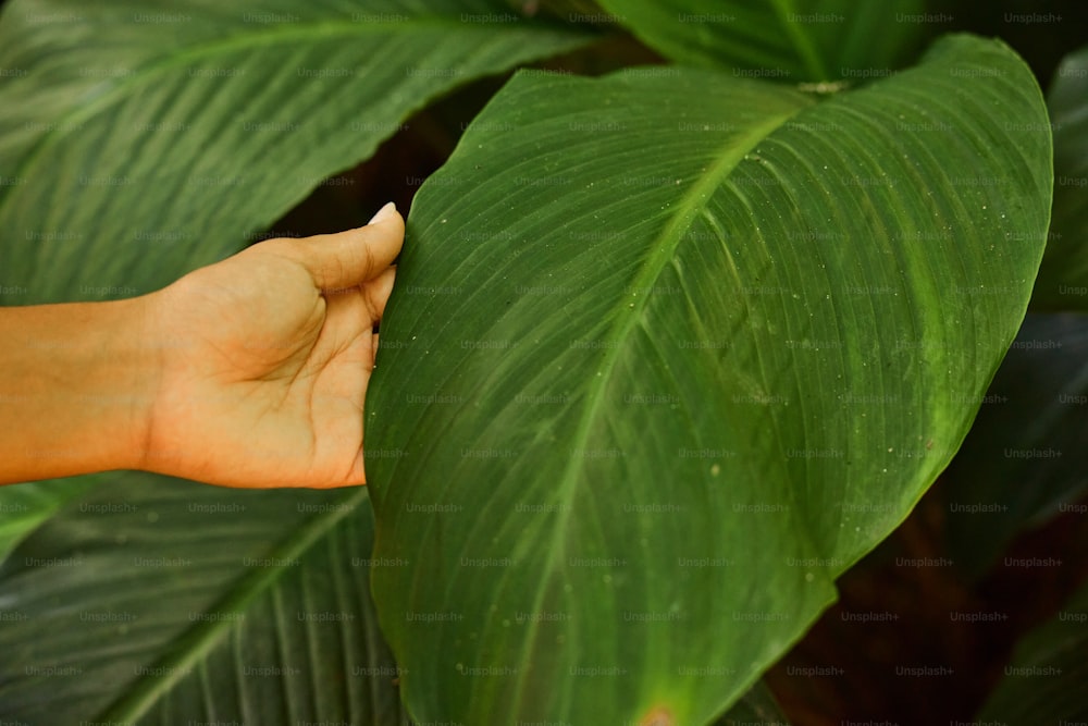 a person's hand on a large green leaf