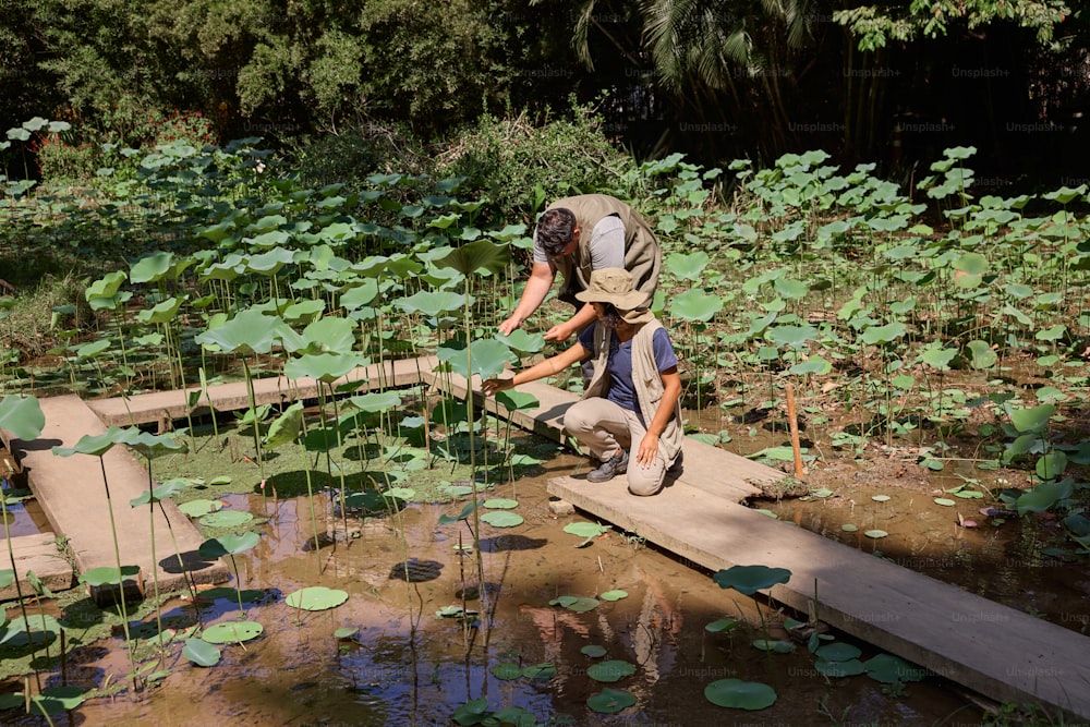 Un hombre arrodillado sobre un tablón de madera sobre un estanque de nenúfares