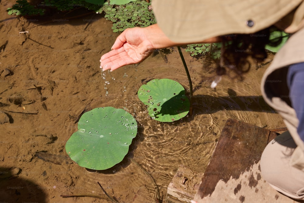 a person holding their hand out over a pond with lily pads
