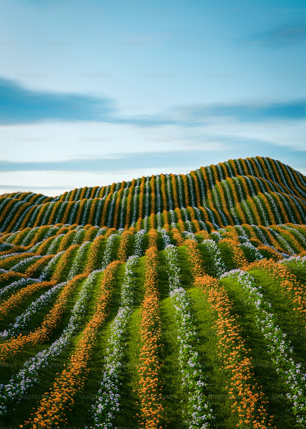 a field of flowers with a hill in the background