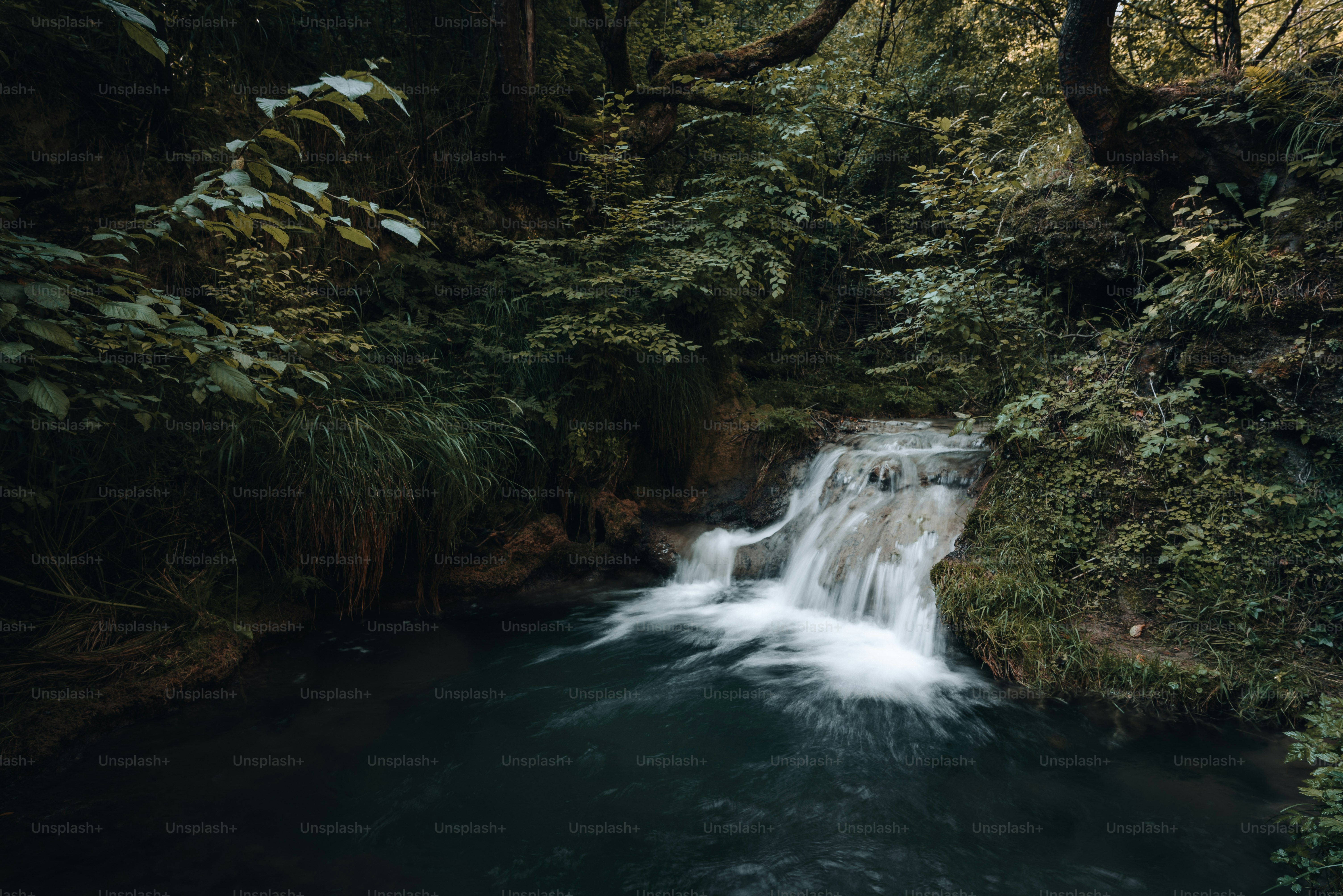 a stream running through a lush green forest