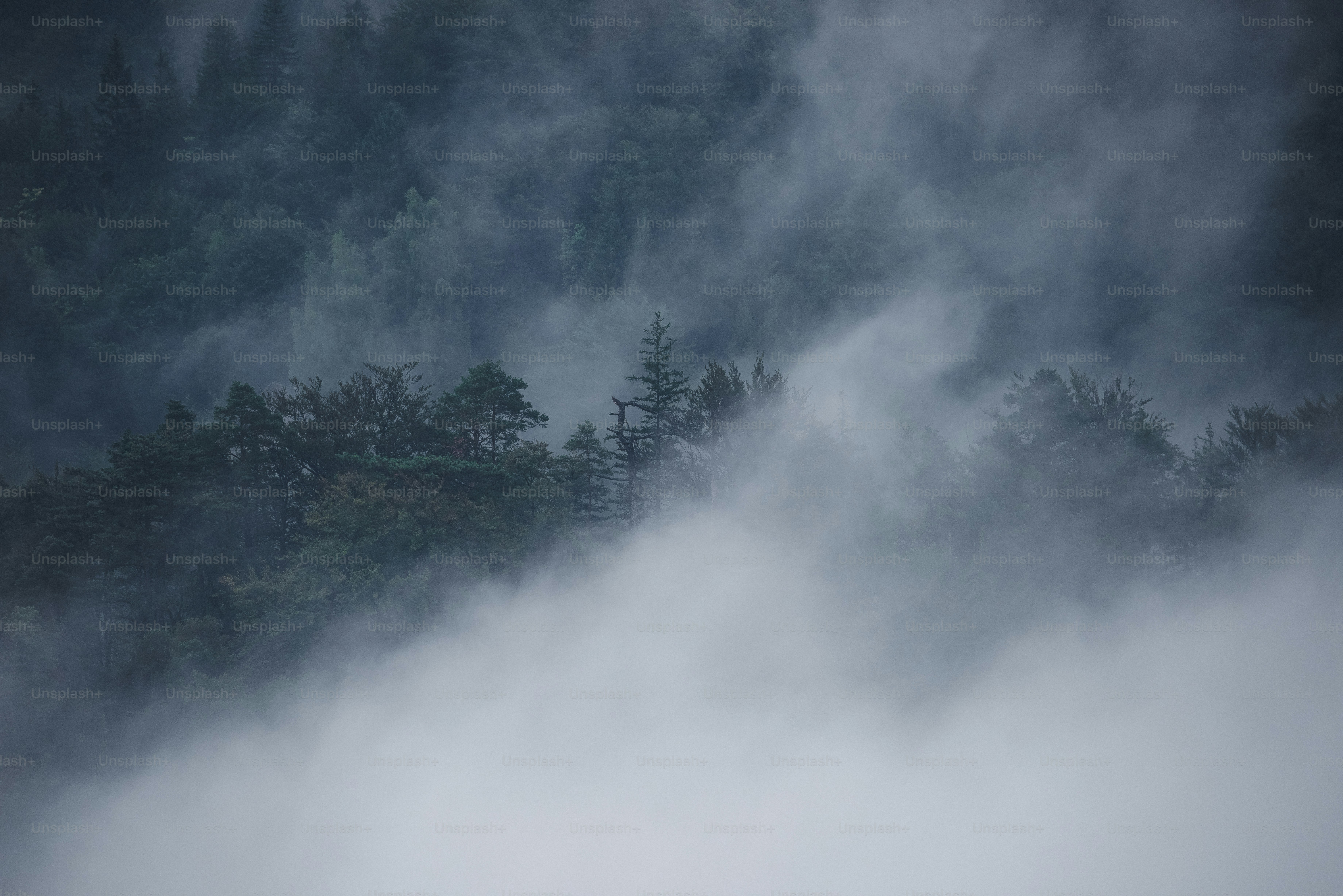 Mist in a moody forest.