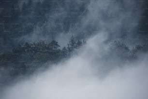 霧��に覆われた山と木々を背景に