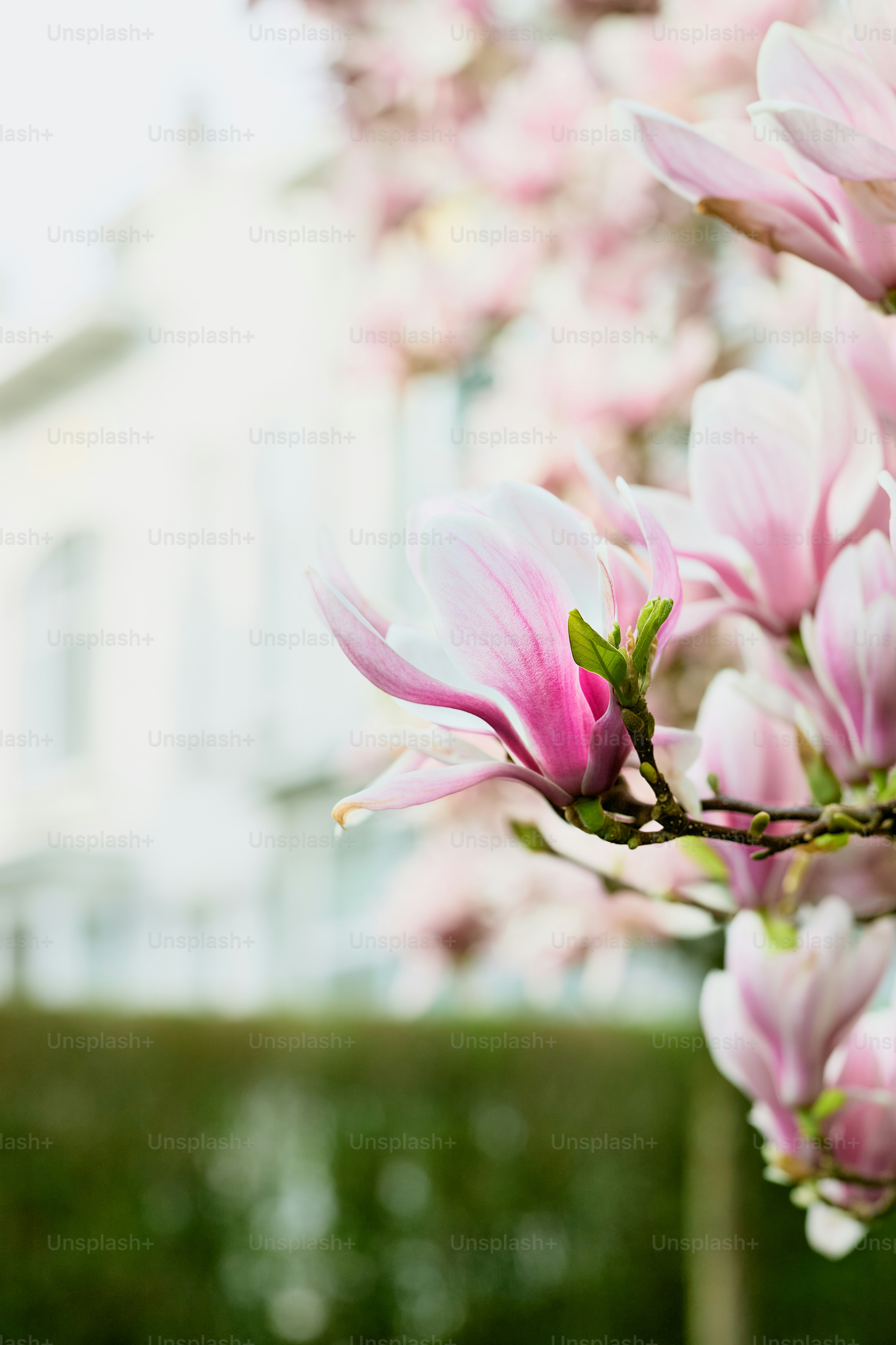 a tree with pink flowers in front of a building