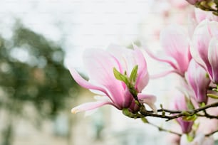 a close up of pink flowers on a tree branch