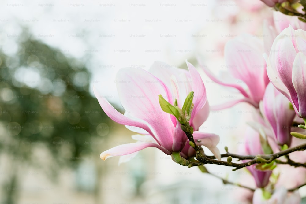 um close up de flores cor-de-rosa em um galho de árvore