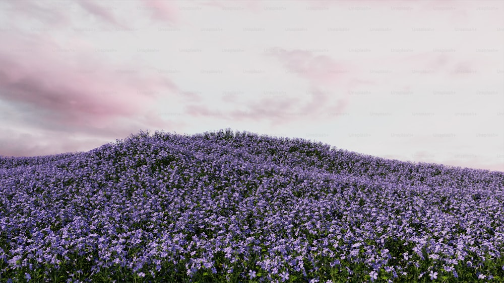 a hill covered in purple flowers under a cloudy sky