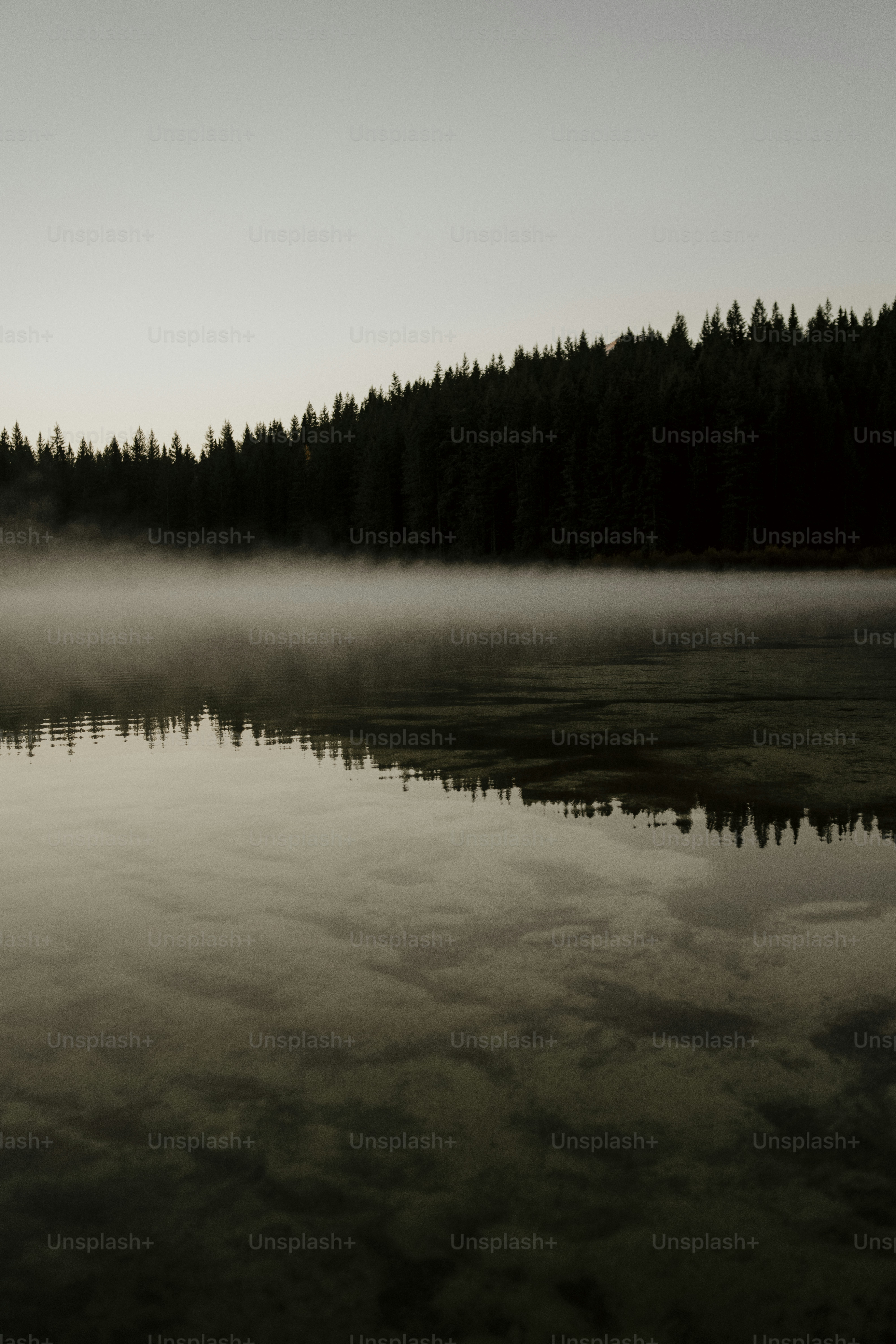 a body of water surrounded by a forest