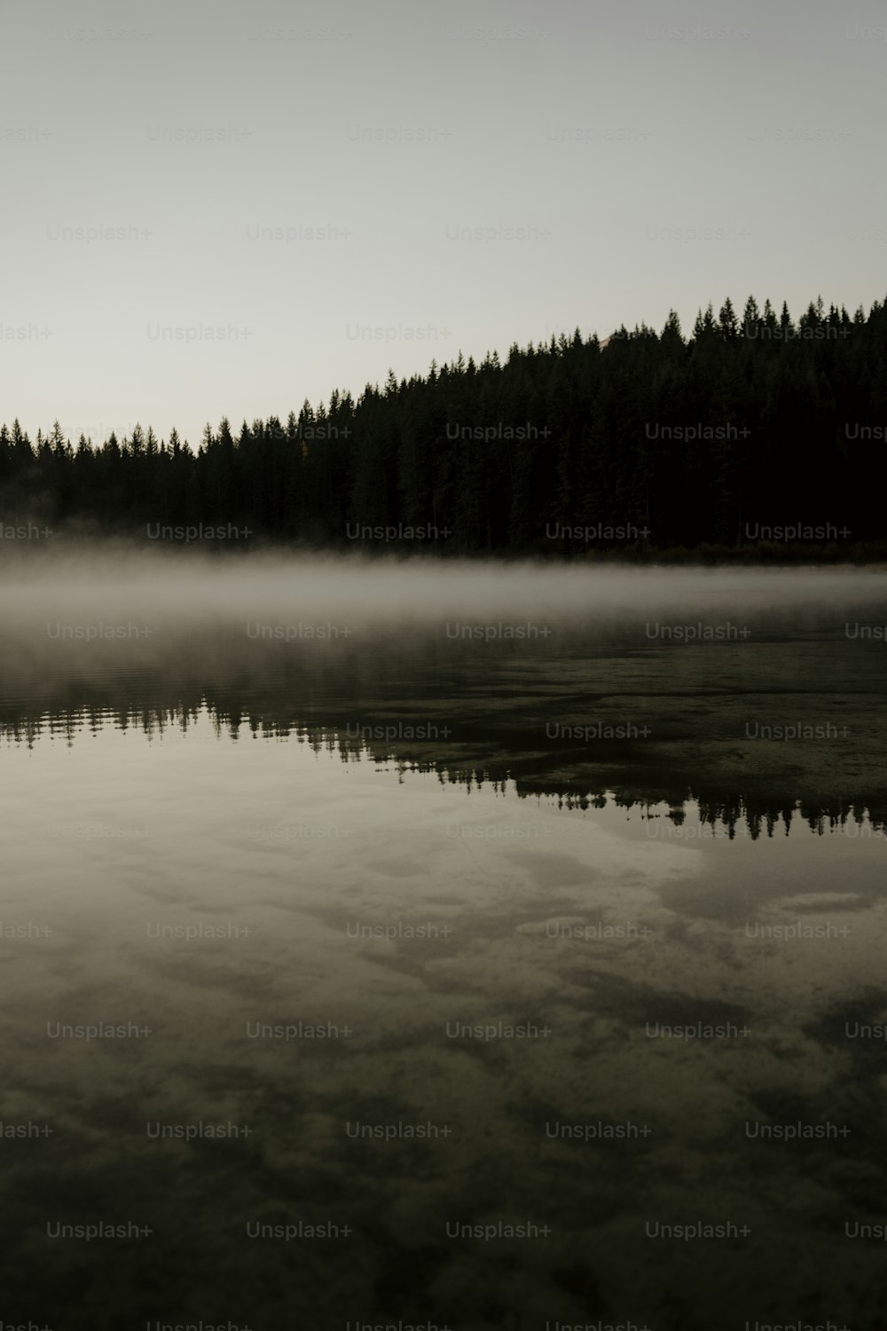 a body of water surrounded by a forest