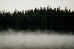 un plan d’eau entouré d’arbres dans le brouillard