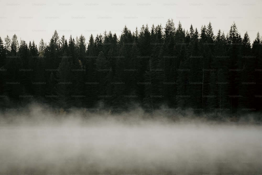 uno specchio d'acqua circondato da alberi nella nebbia