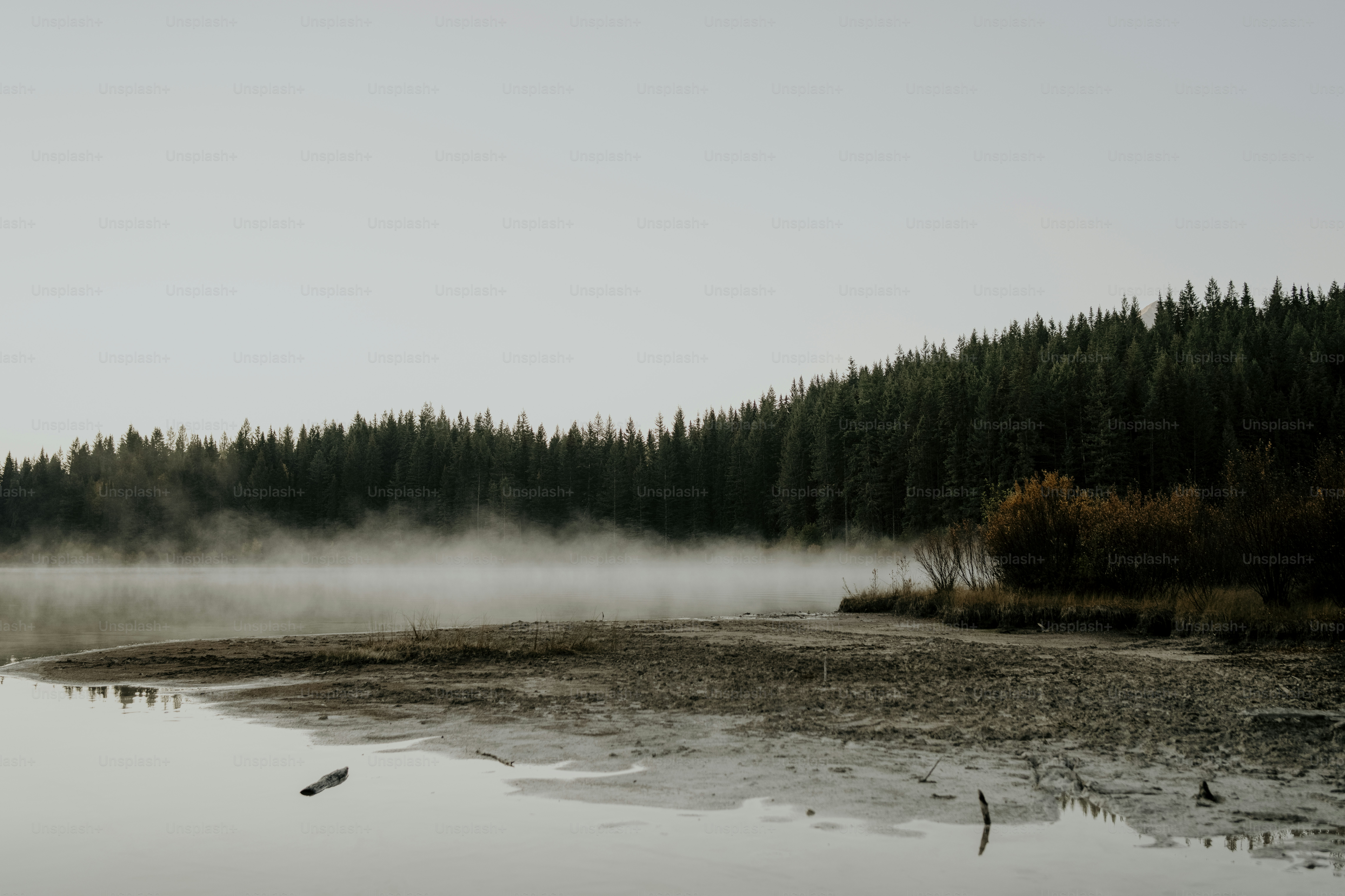a body of water surrounded by a forest