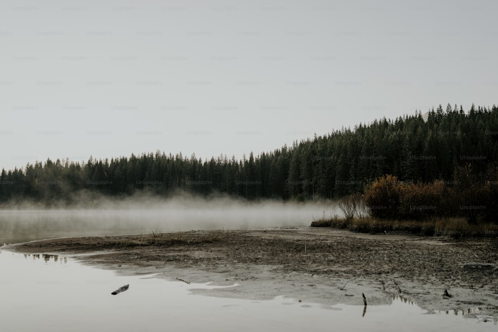 a body of water surrounded by a forest