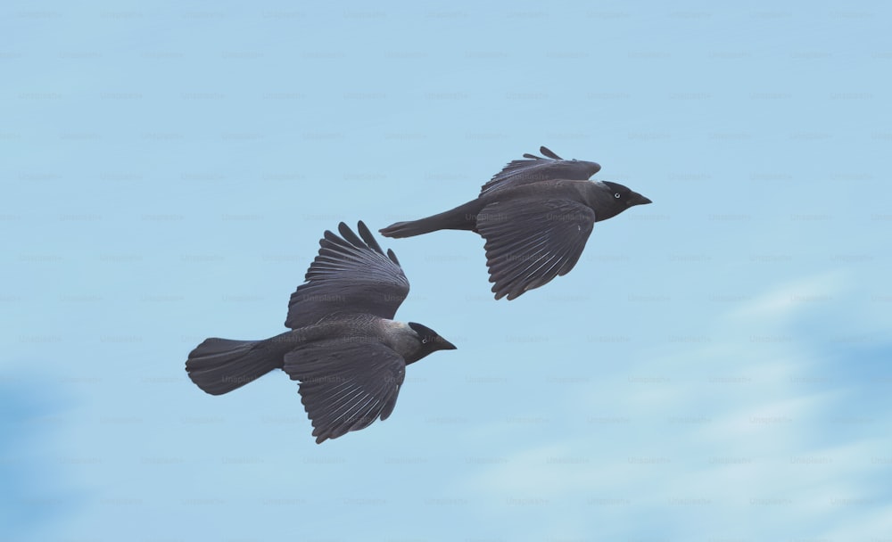 a couple of birds flying through a blue sky