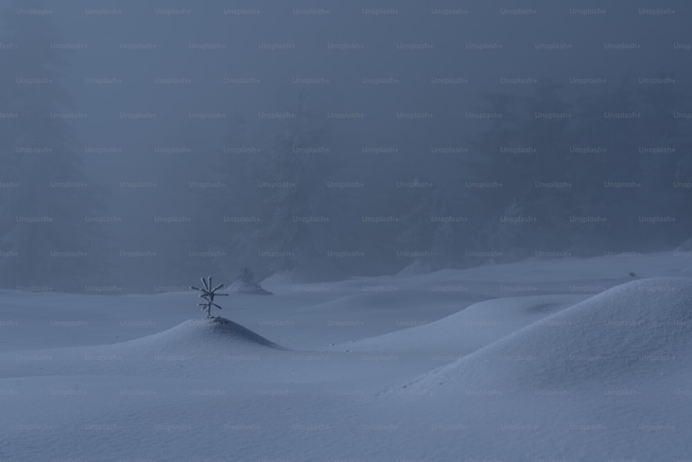 ein einsamer Baum, der mitten auf einem schneebedeckten Feld steht