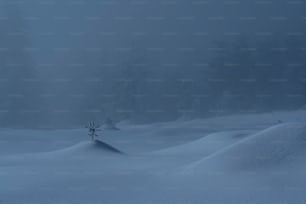 a lone tree standing in the middle of a snow covered field