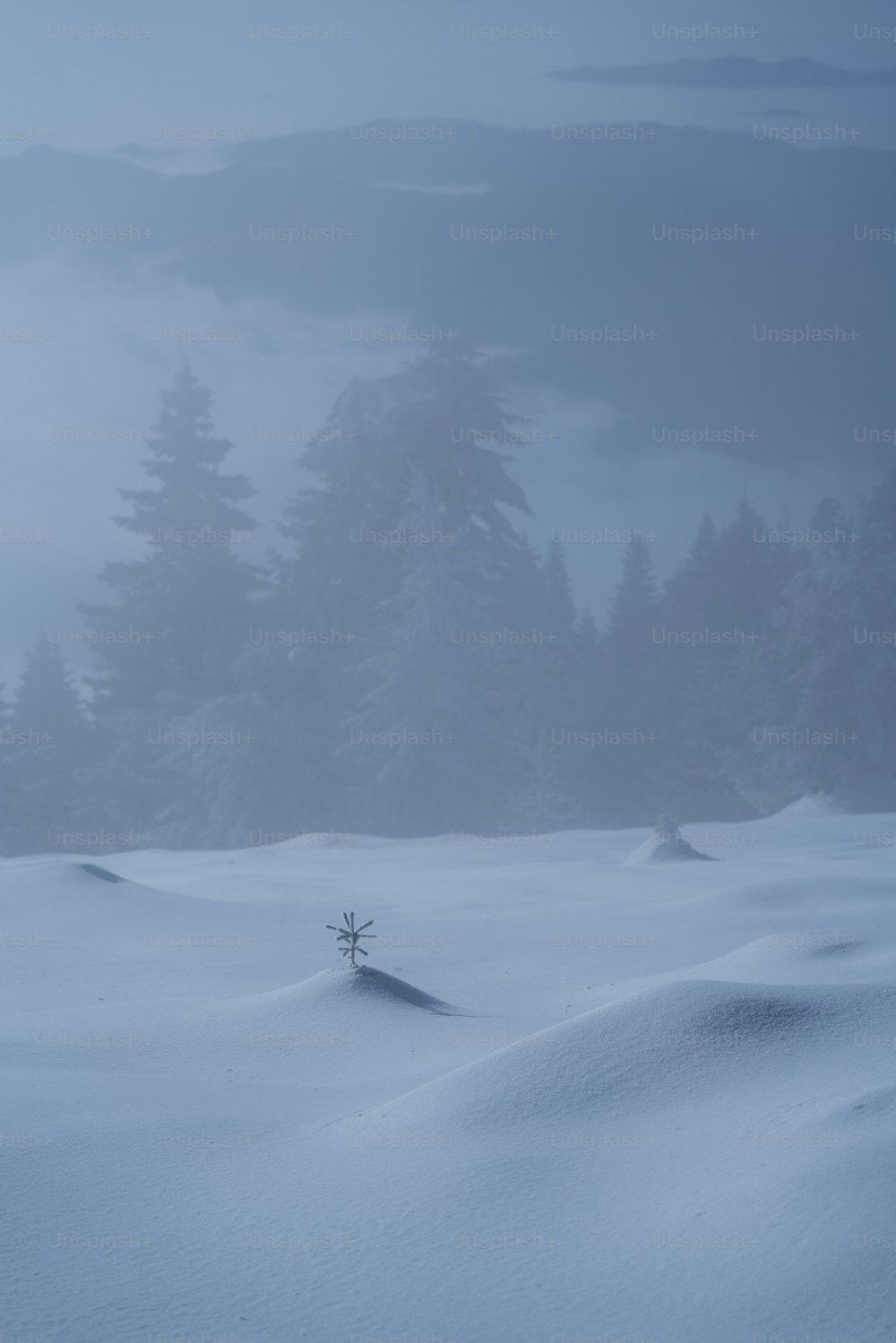 雪原の真ん中に一本の木が立つ