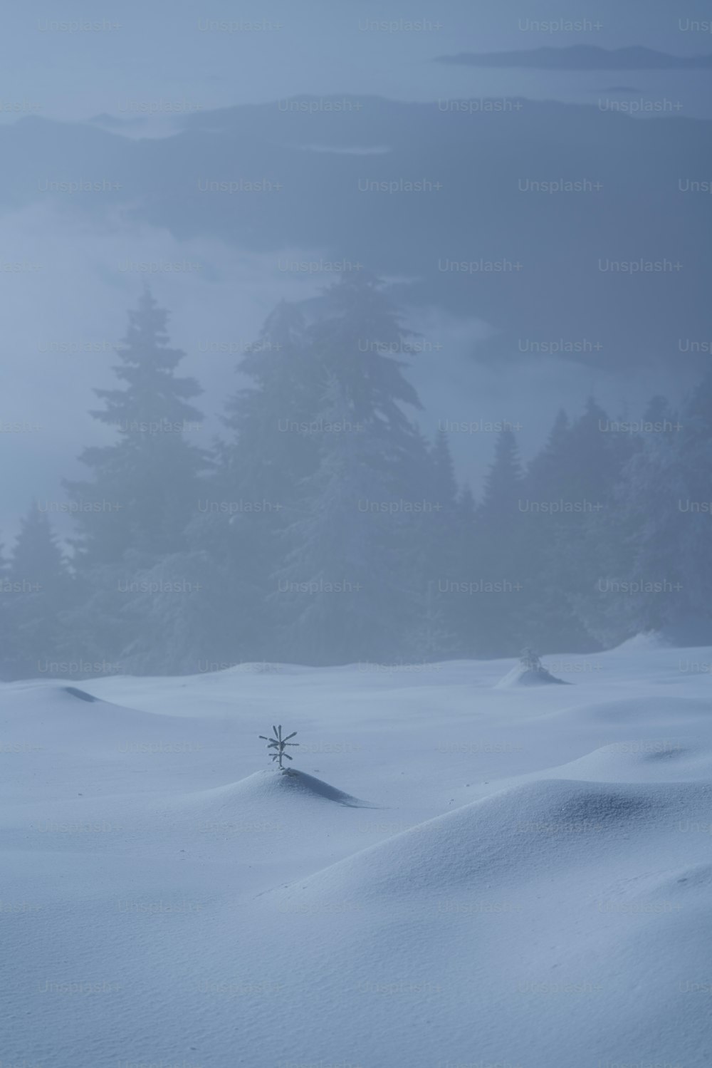 a lone tree stands in the middle of a snowy field