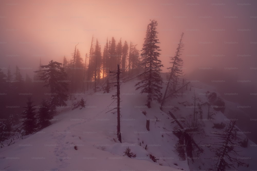 une montagne brumeuse couverte d’arbres et de neige