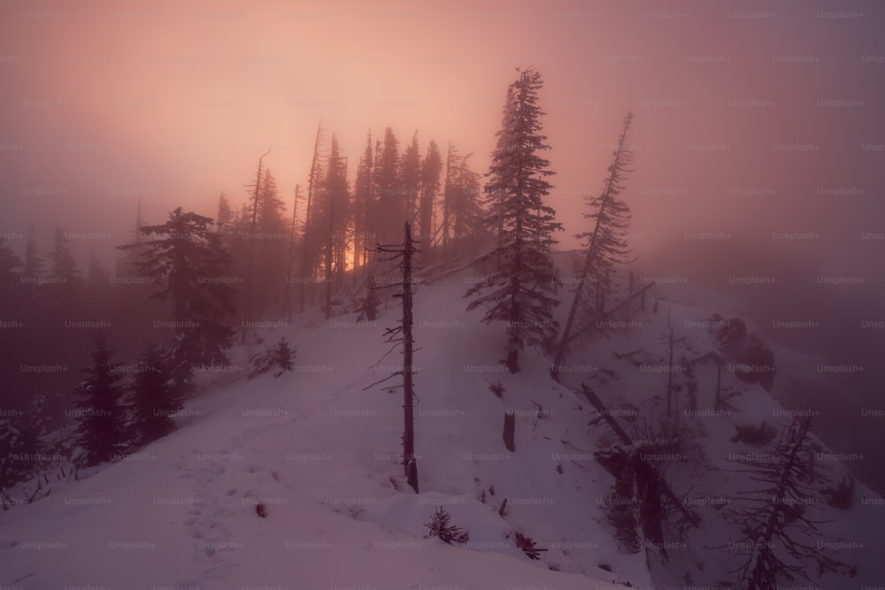 a foggy mountain covered in trees and snow