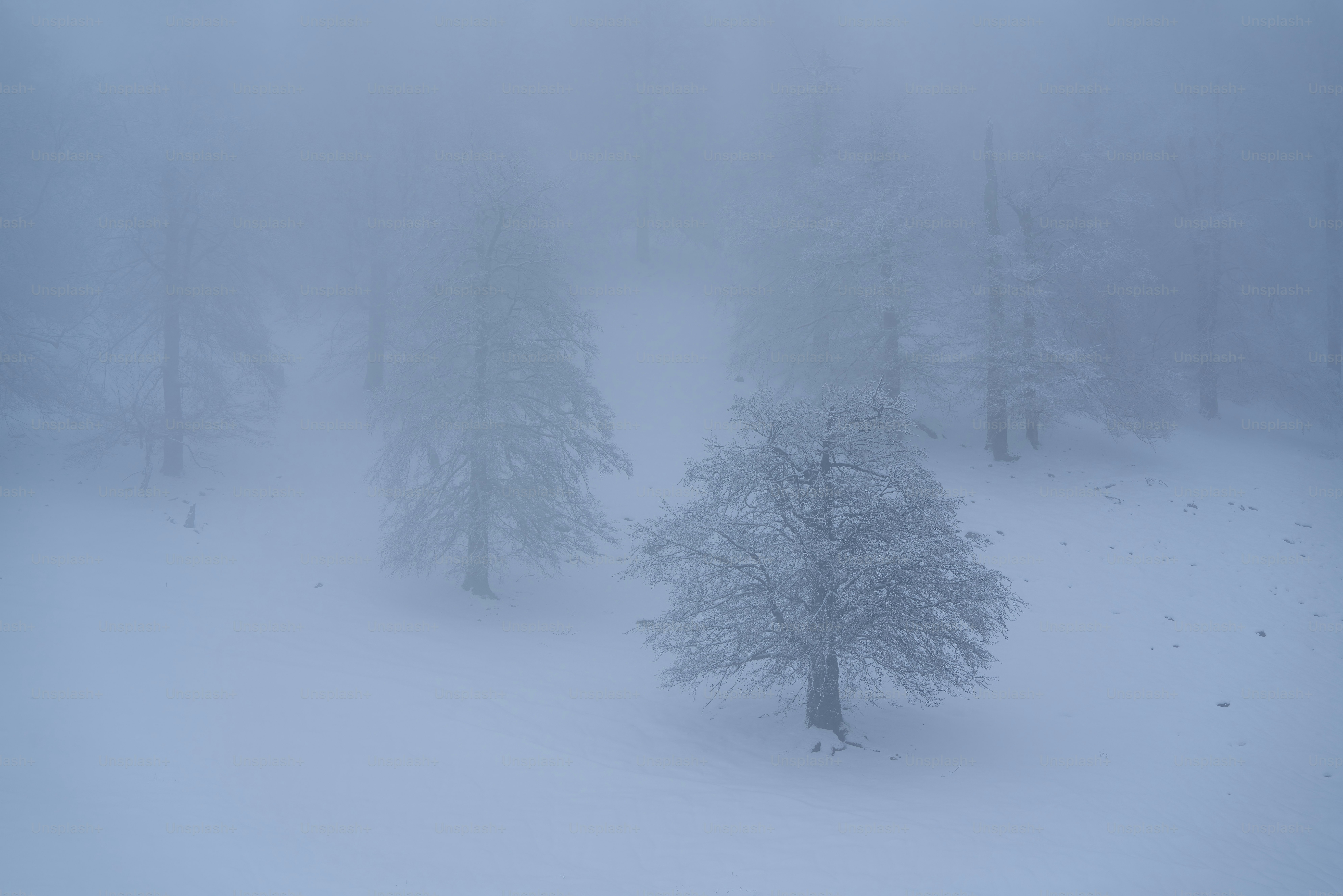 A lone tree stands in the middle of a snowy field photo – Forest Image ...