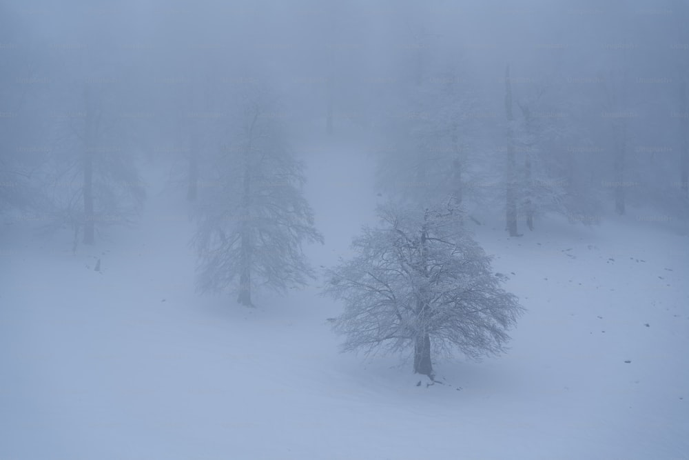 a foggy forest filled with lots of trees