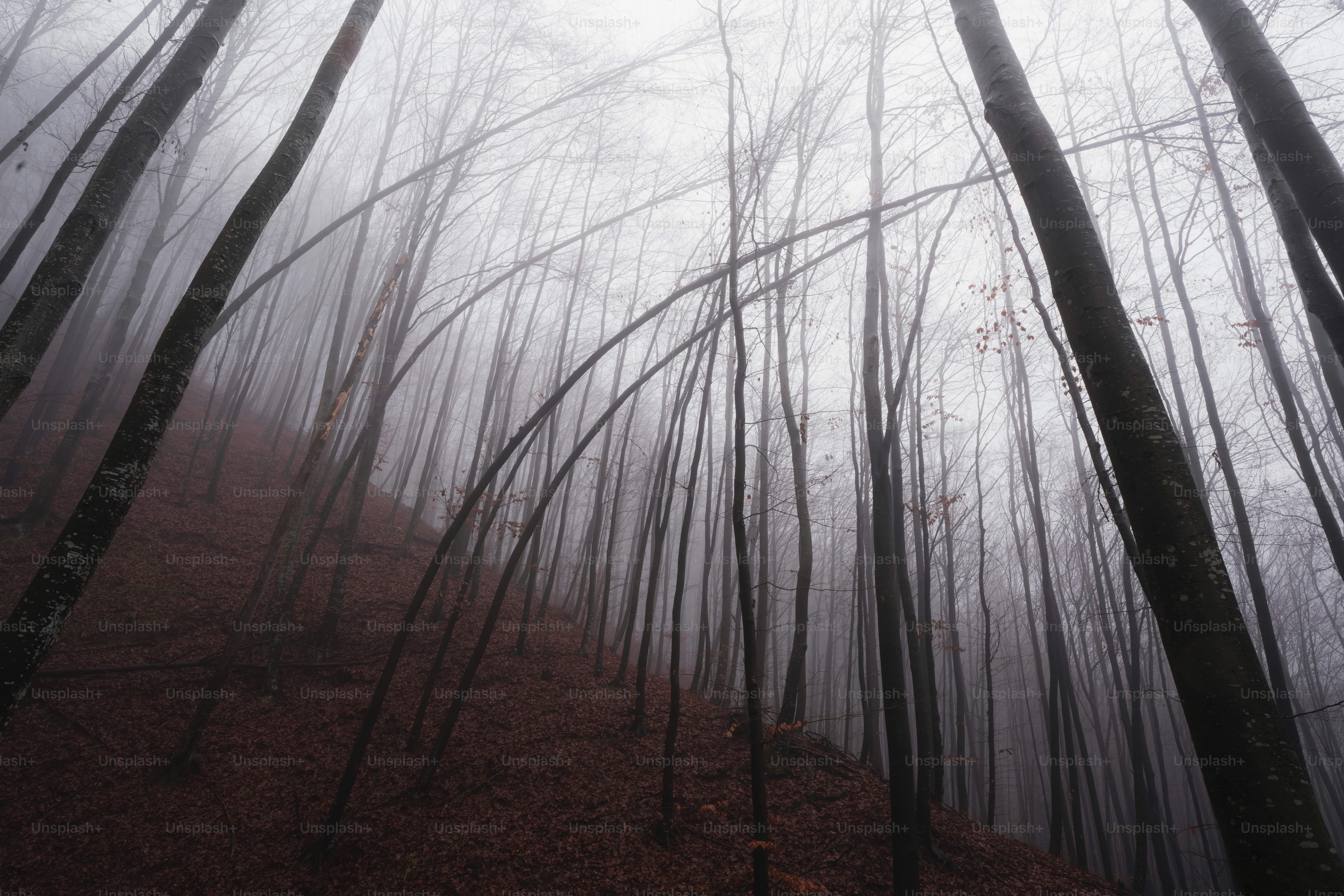 a foggy forest filled with lots of trees