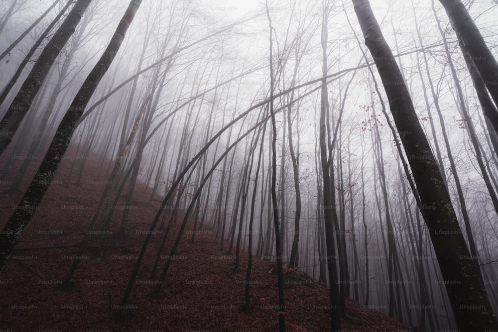 une forêt brumeuse remplie de nombreux arbres