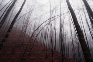 une forêt brumeuse remplie de nombreux arbres