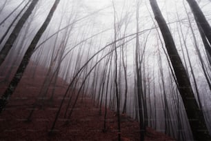 a foggy forest filled with lots of trees