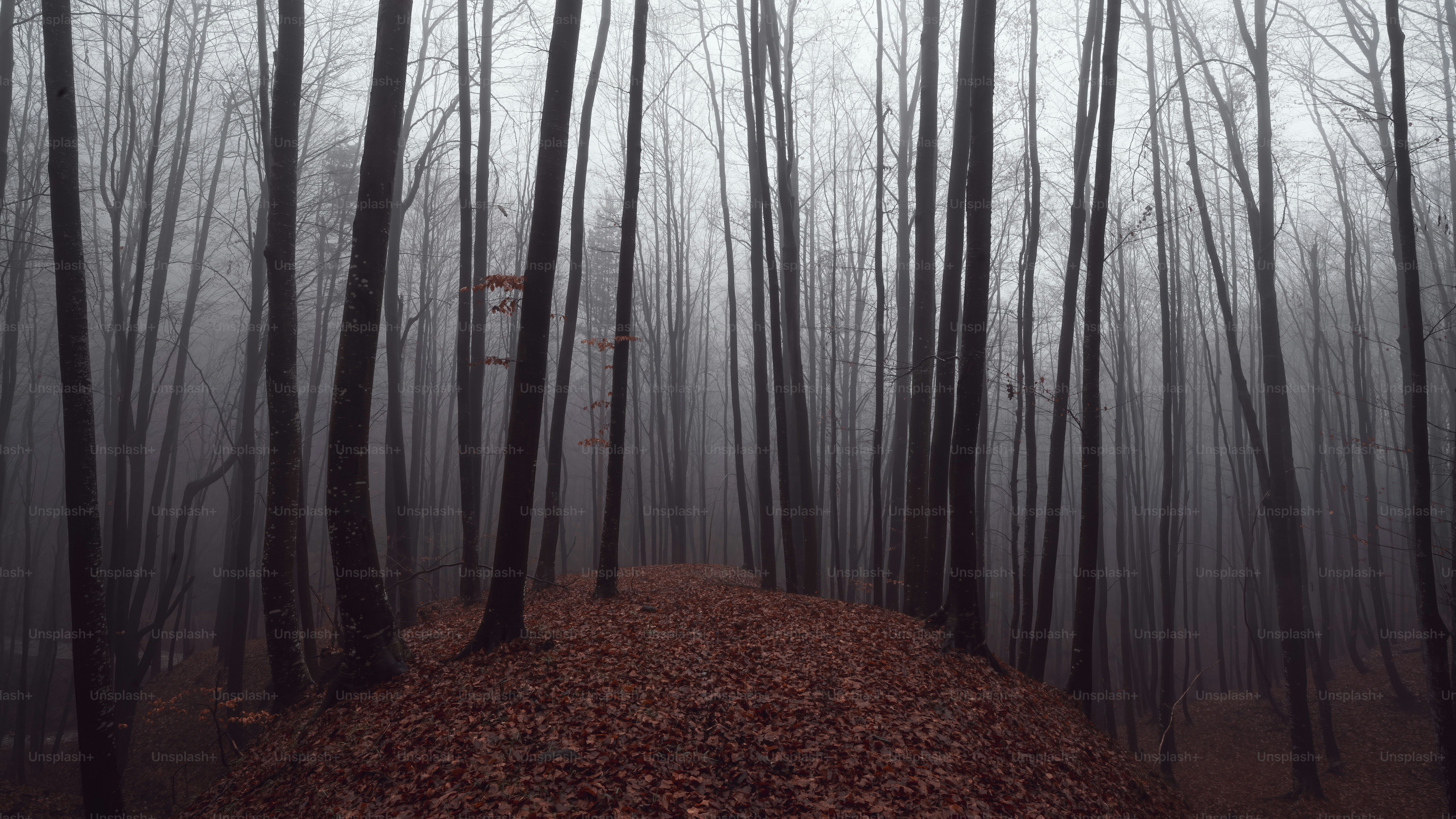 a foggy forest filled with lots of trees