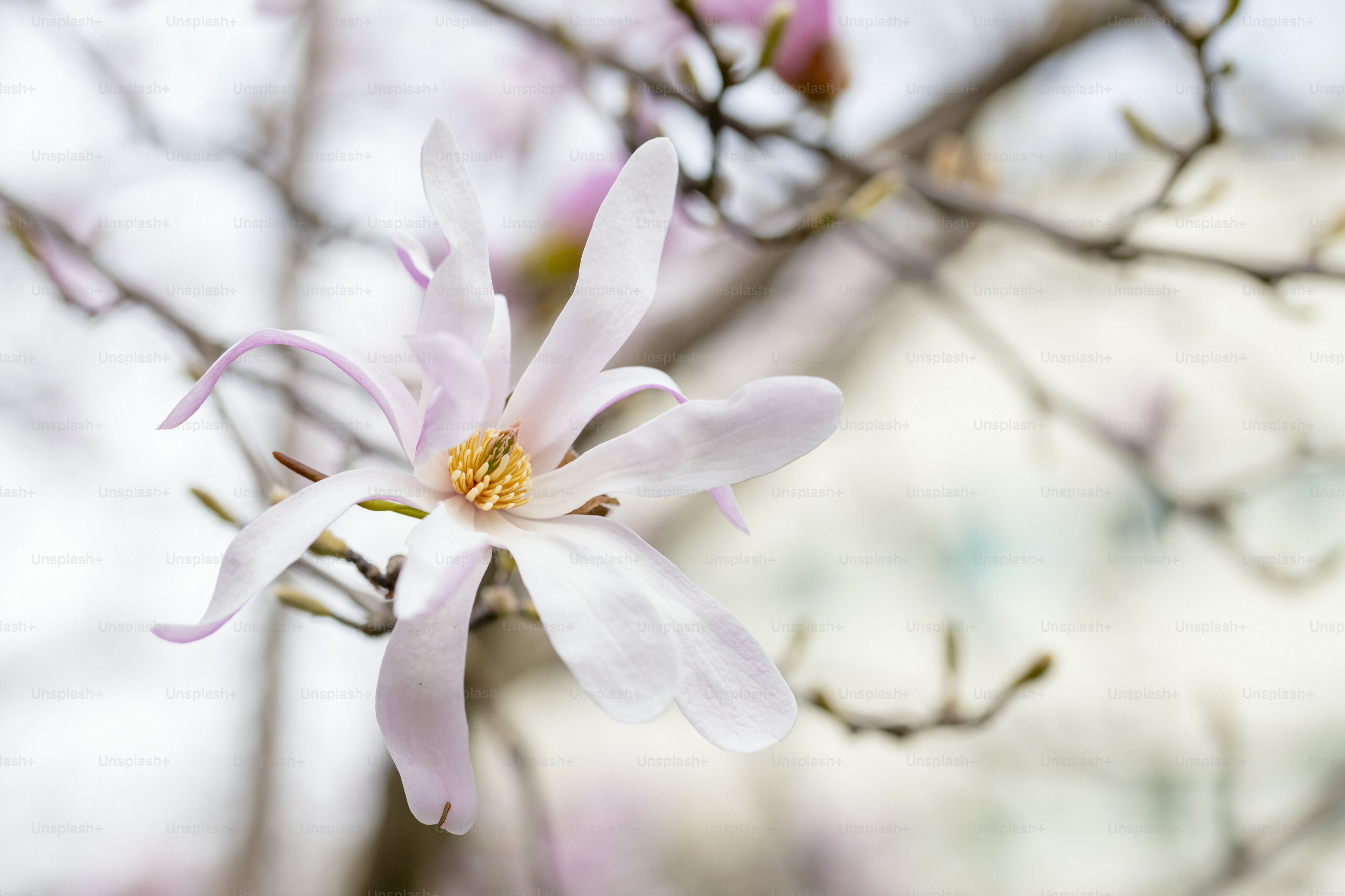 Nahaufnahme einer Blume an einem Baum
