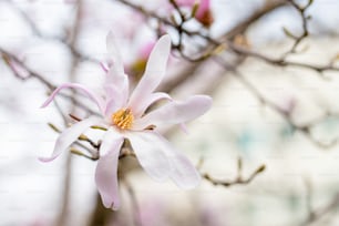 a close up of a flower on a tree