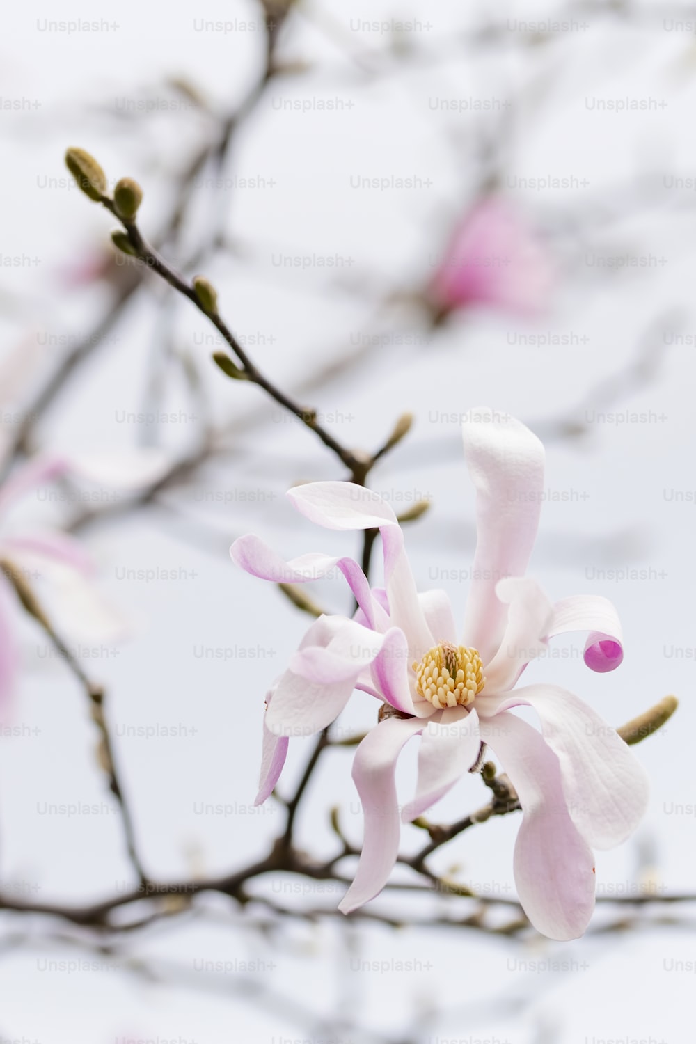 나무에 핀 분홍색 꽃의 클로즈업